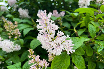 Brightly colored flowers and lilac leaves in rare raindrops.