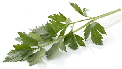 Single Fresh Lovage Herb Stick On White Background Studio