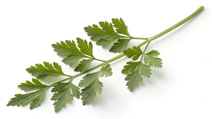 Single Fresh Chervil Herb Stick On White Background Clean