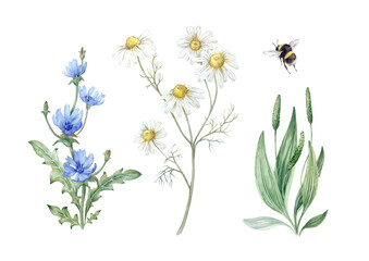 Wildflowers set of hand drawn watercolor illustrations isolated on white background. Flowers and leaves of chamomile, chicory, plantain and bumblebee. Collection of elements for design © Anastasiia