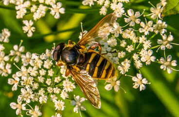 bee on a flower