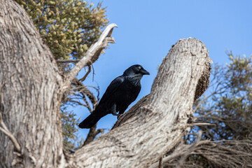 An Australian raven (Corvus coronoides) on Rottnest Island, (Wadjemup) Western Australia, WA, Australia.