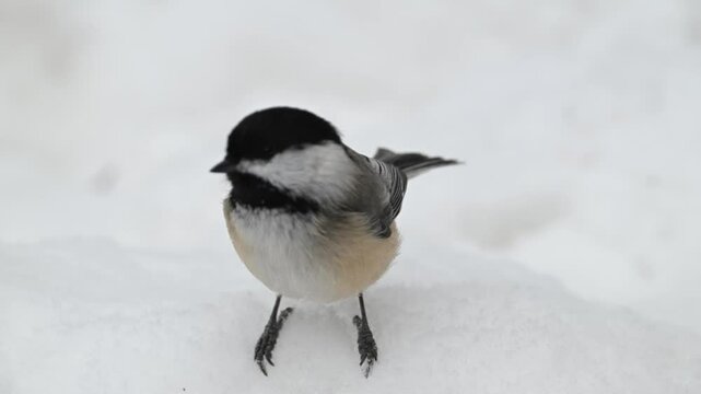 Black capped chickadee in the winter