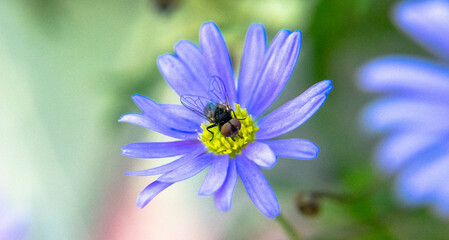 Obraz premium bee on purple flower