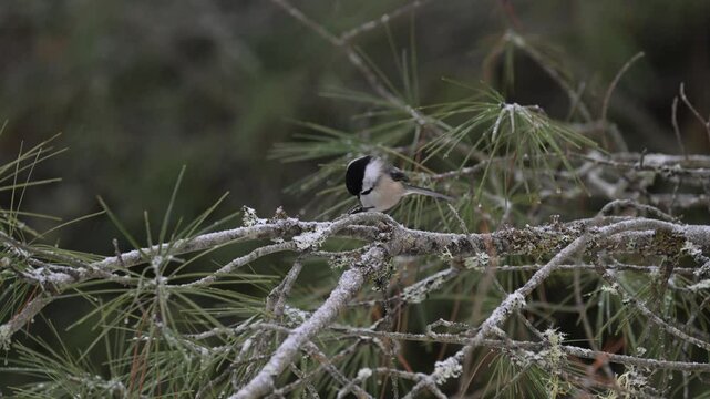 Black capped chickadee in the winter