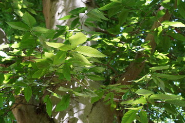 Detailaufnahme einer Amerikanischen Buche (Fagus grandifolia) im Sommer