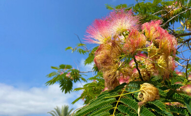Silk tree or Albizia julibrissin pink flowers close-up on a blue sky background.Tropical plants concept.
