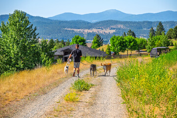 A young man walks his three dogs along a gravel hillside trail, in a suburban neighborhood near Spokane, Washington. 
