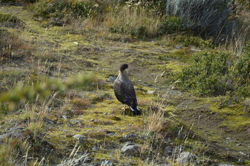 perito moreno - argentina