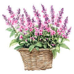 A Salvia Flower Basket, watercolor illustration vector, high quality, isolated on a white background.