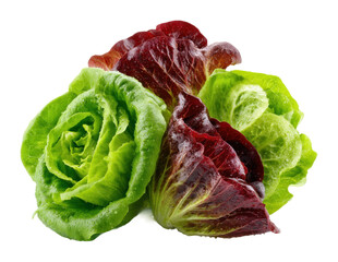Fresh lettuce harvest diverse varieties displayed in a bright kitchen environment