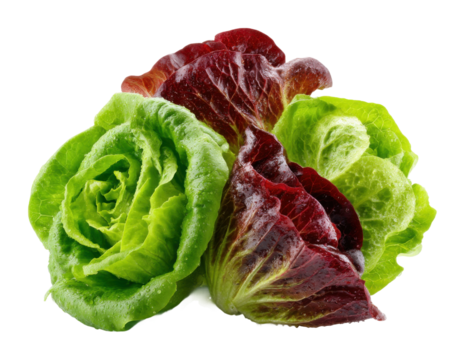 Fresh lettuce harvest diverse varieties displayed in a bright kitchen environment