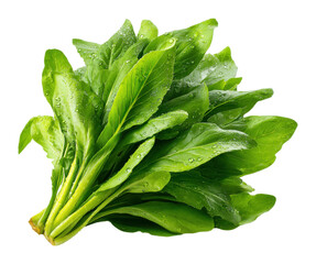 Harvesting fresh greens leafy vegetables in a garden vibrant and nutrient-rich