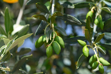 Fresh young olives on a tree branch, growing in a sunny garden in Cyprus.