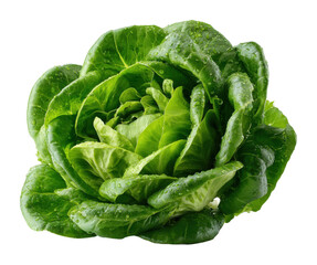 Fresh green lettuce harvest farm field food natural lighting view healthy eating