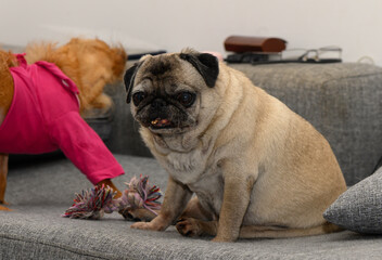 Old Pug Dog Resting Comfortably on Sofa at Home