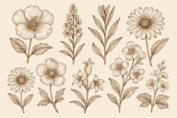 Vintage botanical illustration set of hand drawn flowers. Floral collection with various wildflowers, plants, and leaves. Engraved retro sketch elements in sepia line art.