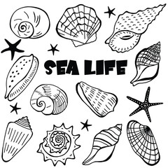 Underwater art set. Different linear mollusk, shell, seashell vector illustrations