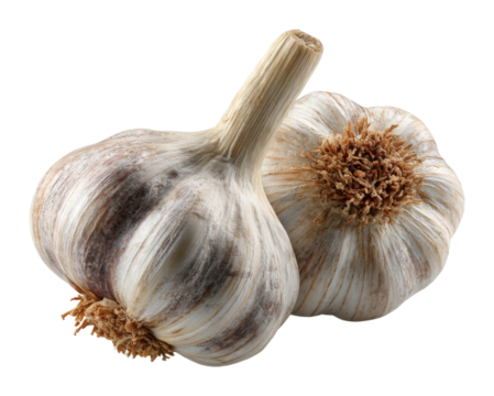 Garlic harvesting techniques organic farm instructional guide rustic