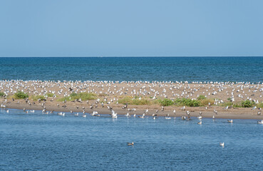 Large colony of seagulls resting and flying at Ebro Delta, natural park in Catalonia, Spain