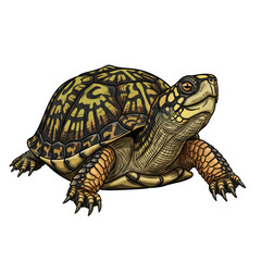 Fototapeta premium Eastern Box Turtle Side View Isolated Transparent PNG Image