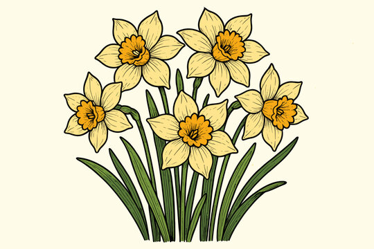Vintage Narcissus flowers illustration in a hand-drawn woodcut style. Botanical vector art of a yellow daffodil bouquet. Spring floral graphic with jonquil blossoms and leaves.