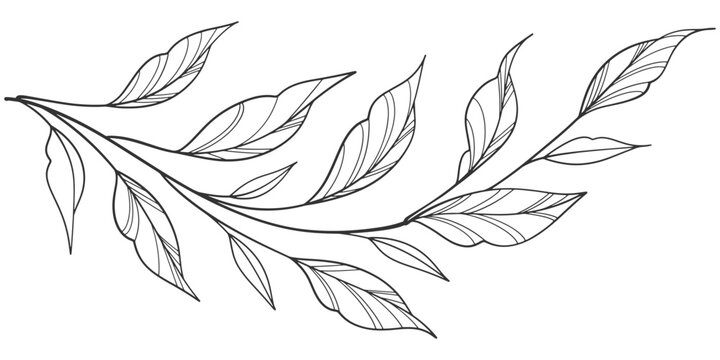 floral leaves line art isolated on white background. Divider doodle leaf and flowers, nature border decorative element vector illustration