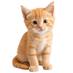 Obraz premium orange kitten isolated on transparent background
