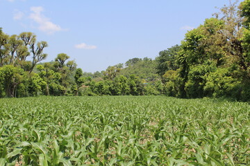 corn field and blue sky in mountainous region.