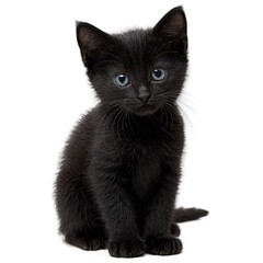 Obraz premium black kitten isolated on transparent background
