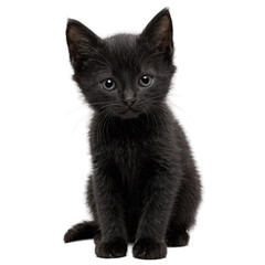 Obraz premium black kitten isolated on transparent background