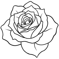 Rose line art vector
