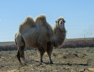 Single-humped camel standing in steppe