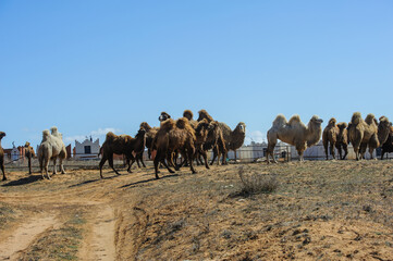 Two camels calmly walking through the dry steppe landscape in Astrakhan region, Russia.