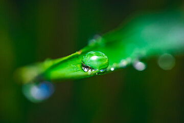 Droplet on green leaf surface, Poa pratensis, macro close-up, sharp focus, vibrant green with soft natural blurred background