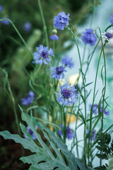 Cornflowers in vivid bloom sway gently among lush green leaves. The close-up captures the intricate blue petals and natural elegance, showcasing the beauty of wildflowers in nature.