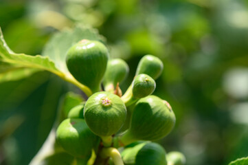 Figs growing on a leafy branch in the warm sunlight of a Cypriot garden.