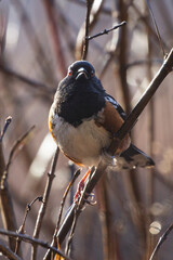 Spotted Towhee perched on a branch