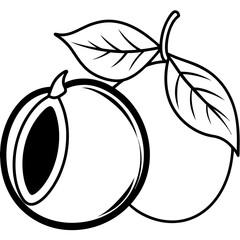 Sapodilla line art vector