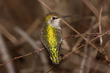 Anna's Hummingbird perched on a branch