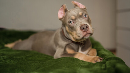 American bully puppy lying on green blanket.