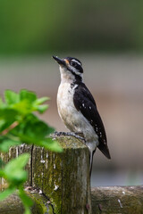 Woodpecker on a fence post