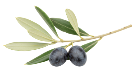Isolated Olive Branch