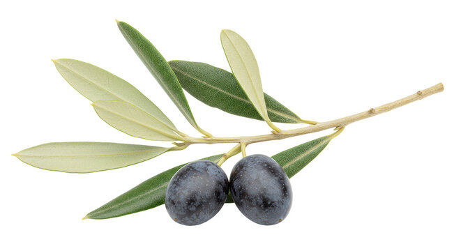 Isolated Olive Branch