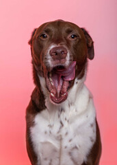 Funny dog yawning and licking his mouth pet photography on a pink background, lab mix