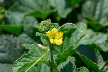 Close-up of vibrant yellow zucchini blossoms growing abundantly in a sunny farm field on Cyprus