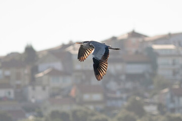 Soft backlit Douro river heron in flight