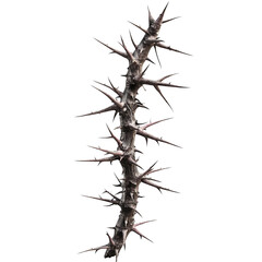 Thorny Branch with Sharp Spikes on a Transparent Background