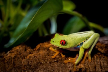 agalychnis callidryas Red-eyed frog