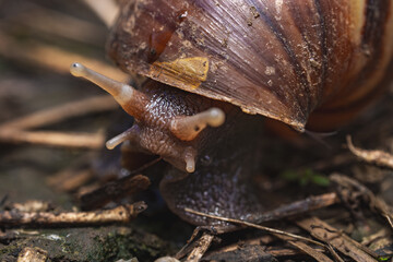 Land snail (Gastropoda sp.) close-up side view on forest floor, macro detailed natural environment showing shell texture and extended tentacles